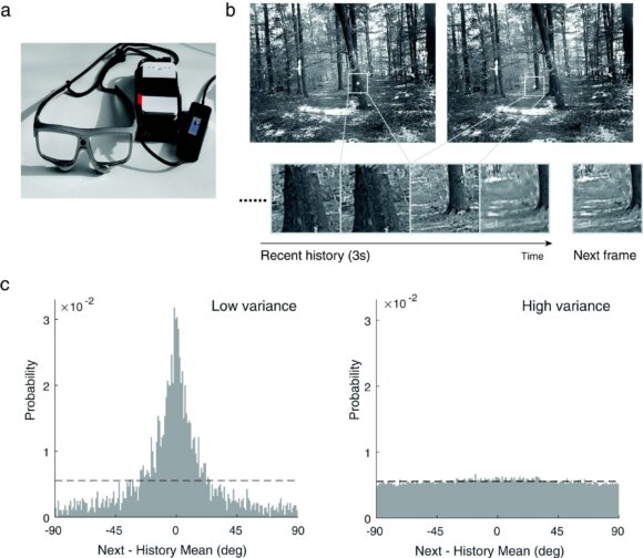 Adaptation Optimizes Sensory Encoding for Future Stimuli